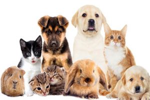 حیوانات خانگی و سالمندان